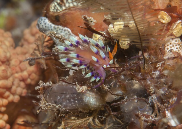 Flabellina exoptata,Bunaken island